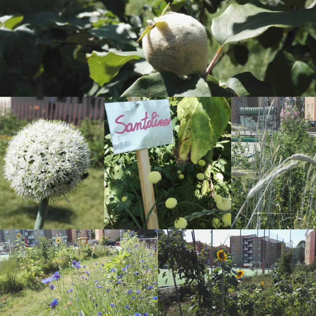 Semi di Quartiere | Giardino Foresta